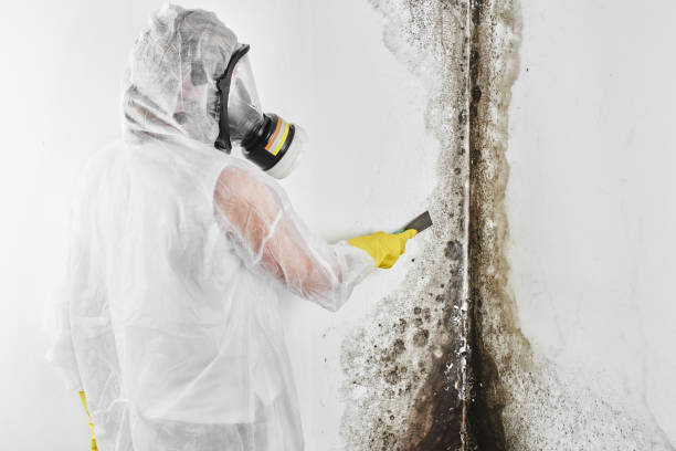Attic Mold Removal in Galva, IL