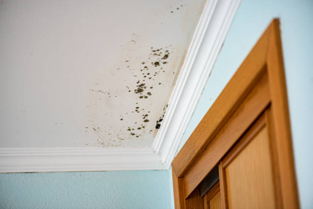 Best Emergency Mold Removal  in Galva, IL