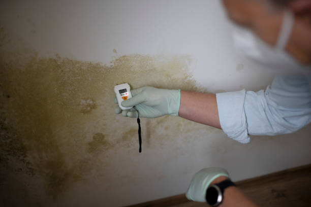 Professional Mold Removal in Galva, IL