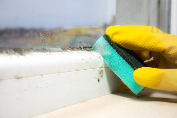 Office Mold Removal Services in Galva, IL