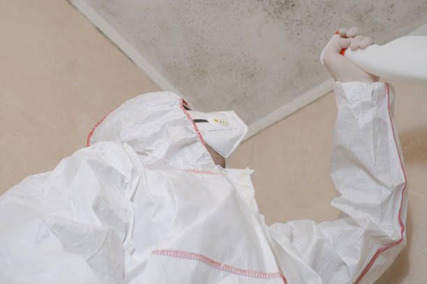 Best Local Mold Removal Service  in Galva, IL