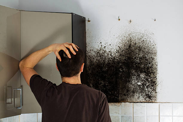 Best Professional Mold Removal  in Galva, IL