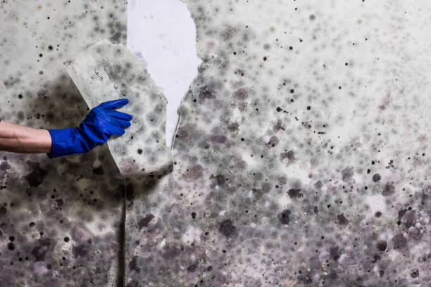 Best Certified Mold Removal  in Galva, IL