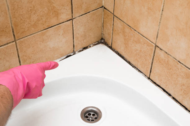 Best Toxic Mold Removal  in Galva, IL
